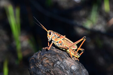 Eastern Lubber Grasshopper - Romalea microptera - on cypress knee in Everglades national Park, Florida.