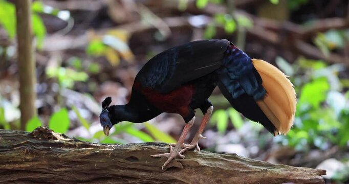 A magnificent Bornean Crested Fireback, scientifically known as Lophura ignita, stands proud in the dappled sunlight of the Bornean rainforest