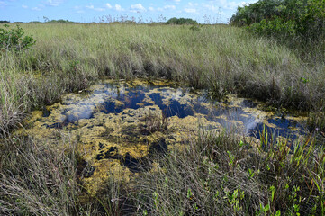 Water-filled solution hole in sawgrass prairie of Everglades National Park, Florida.