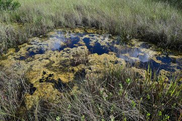 Water-filled solution hole in sawgrass prairie of Everglades National Park, Florida.