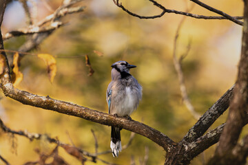 blue jay in the morning