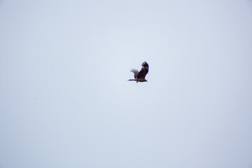 遠くの空を飛ぶ一羽の鳥