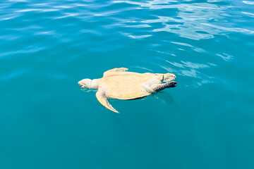 Dead Sea Turtle Floating in the Ocean near Semporna, Sabah â€“ Marine Pollution and Conservation Concept
