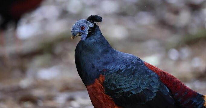 A magnificent Bornean Crested Fireback, scientifically known as Lophura ignita, stands proud in the dappled sunlight of the Bornean rainforest