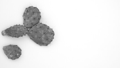 Prickly pear cactus plant isolated on white background with copy space.