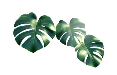 Lush monstera leaves with large, vibrant green foliage create tropical ambiance, perfect for enhancing indoor spaces or adding touch of nature to any decor