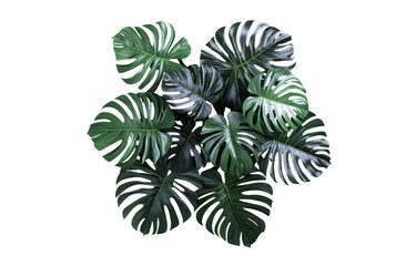 Lush monstera leaves create vibrant and tropical atmosphere, showcasing their large, distinctive shapes and deep green hues. Perfect for adding touch of nature to any space