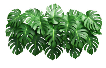 Lush monstera leaves create vibrant and tropical atmosphere, showcasing their large, distinctive shapes and rich green hues. Perfect for adding touch of nature to any space