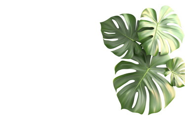 Vibrant monstera plant with large, lush green leaves showcases its unique split foliage, adding touch of tropical elegance to any space. plant exudes refreshing and lively atmosphere