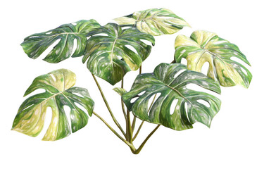 Monstera plant with large, vibrant leaves showcasing unique splits and variegation, creating lush and tropical atmosphere. This plant adds touch of nature to any space