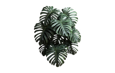 Lush monstera plant with large, vibrant green leaves creates tropical ambiance, perfect for enhancing indoor spaces or gardens. Its striking foliage adds touch of nature beauty