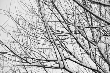 Snow on tree branches for simple winter background.