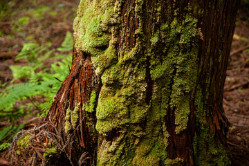 苔の生えた木の幹