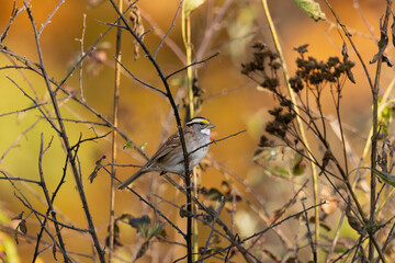 bird on a branch
