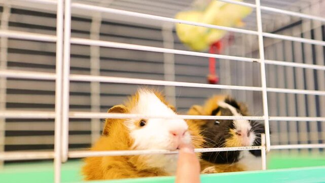 Guinea Pigs Interacting with Human Hand in Cage