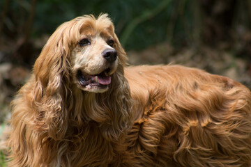 portrait of a cocker spaniel