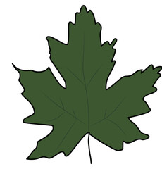 oak leaf vector illustration