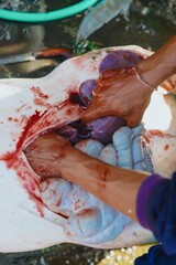 A man guts a pig during a traditional butchering process in Jatiluwih, Bali, Indonesia. The pig is...