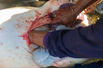 A man guts a pig during a traditional butchering process in Jatiluwih, Bali, Indonesia. The pig is...