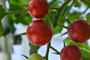 赤く色づくトマトの栽培家庭菜園