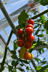 赤く色づくトマトの栽培家庭菜園