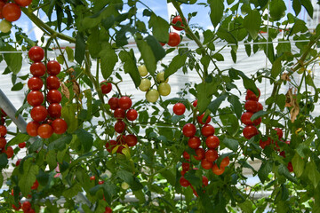 赤く色づくトマトの栽培家庭菜園