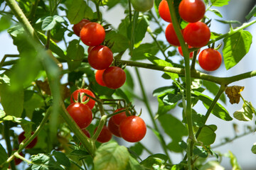赤く色づくトマトの栽培家庭菜園