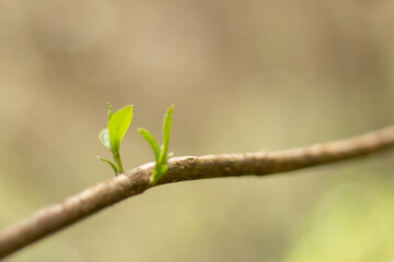 young green leaves