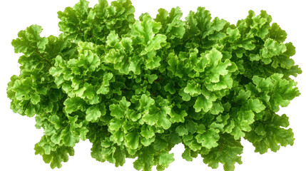 Fresh Green Lettuce Leaves On Transparent Background