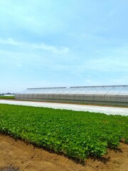 梅雨の晴れ間の温室のある枝豆畑風景