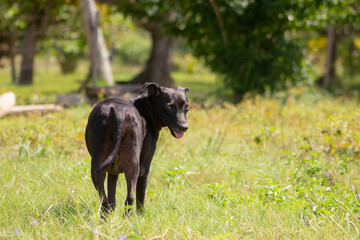 black labrador retriever