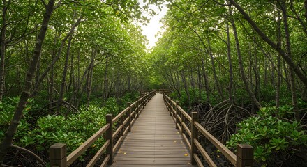 Obraz premium Serene Mangrove Walkway: A Tranquil Escape into Nature's Embrace