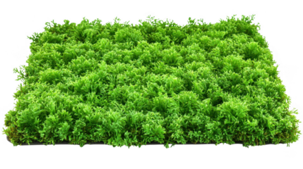 Green Artificial Grass Mat On Transparent Background