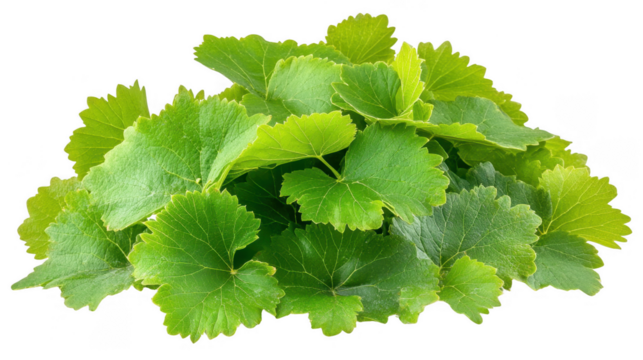 Green Cluster Of Healthy Vibrant Leaves