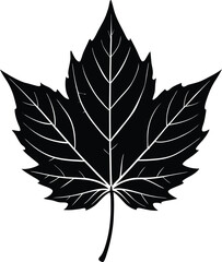 Fototapeta premium You might also like these vectors 