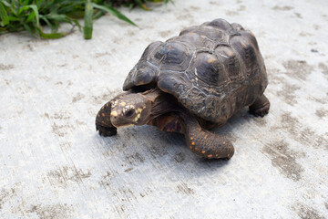 turtle on a rock