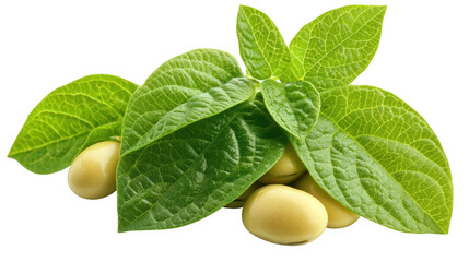 Green Leaves With Yellow Soybeans On Transparent Background