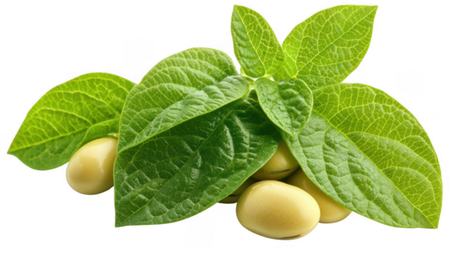 Green Leaves With Yellow Soybeans On Transparent Background