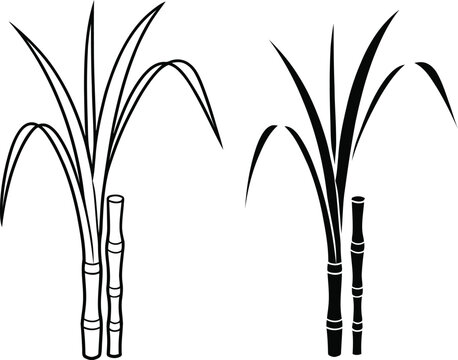 Two stylized sugarcane stalks with leaves in black and white line art and solid silhouette