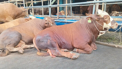 A group of cows resting side by side inside a cattle farm. The animals are lying on the ground,...