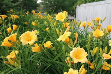 Lilies In Bloom, U of A Botanic Gardens, Devon, Alberta