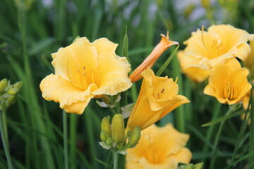 Yellow Lilies