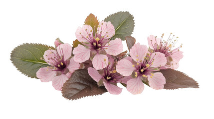 Delicate Pink Flowers On Transparent Background
