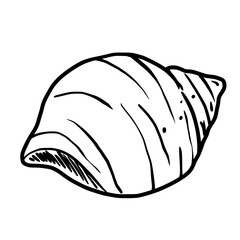 Sea Shells Hand drawn line art sketch doodle fisherman aesthetic coastal nautical illustration 