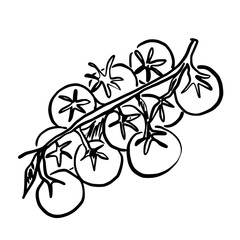 Cherry Tomatoes Hand drawn line art sketch doodle fisherman aesthetic coastal nautical illustration 