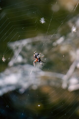 Macro Close up of Spider and Beautifully spun Spider Web during Summer Sunrise - Idaho