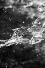 Macro Close up of Spider and Beautifully spun Spider Web during Summer Sunrise - Idaho