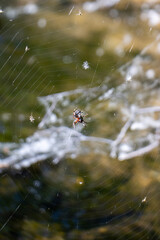 Macro Close up of Spider and Beautifully spun Spider Web during Summer Sunrise - Idaho