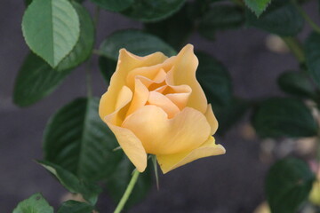 yellow rose in the garden, U of A Botanic Gardens, Devon, Alberta