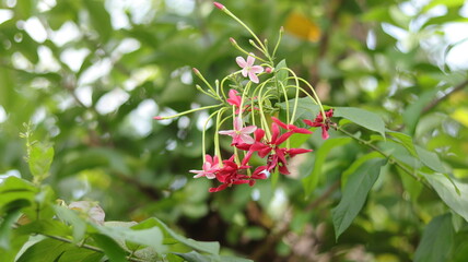 Long-stemmed red flowers of Combretum Indicum or rangoon creper plant in bloom, macro, blurred background